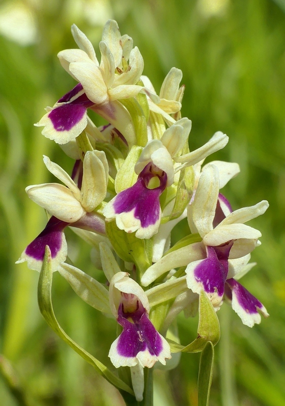 Dactylorhiza sambucina f. chusae  Parco Nazionale del Gran Sasso  giugno 2023.